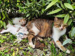 2540 lim u waterfalls 300x225