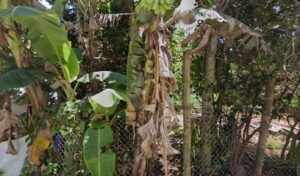 2854 hidden paradise waterfalls 300x176