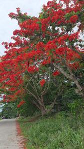 3018 camp aquino golf and country club 169x300