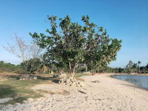 3423 puting buhangin beach 300x225