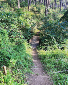 3724 camp john hay forest bathing trail 240x300