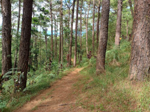 3821 red trail 300x225