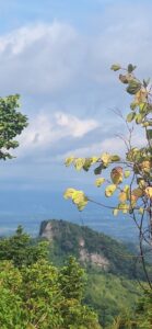 3847 immabot trail 139x300