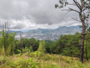 3900 puguis communal forest 300x225