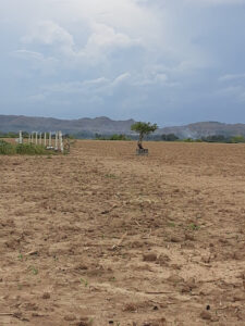 4272 pearl farmland camp 225x300