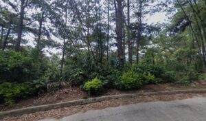 4333 lola tierra 300x176