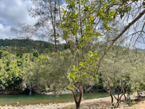 4382 biyakalan river 300x225