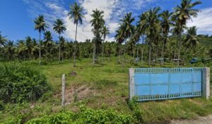 4414 daniel kauk coconut farm 300x176