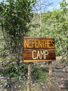 4428 nepenthes campkalaparan camp 225x300