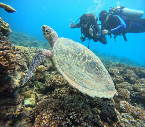 4446 deep blue dive seafari 300x263