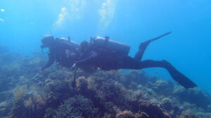 4456 neptune dive center 300x169