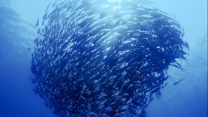 4475 blue revival diving college 300x169