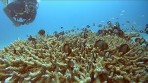 4497 mobula divers diving center 300x168