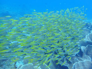 4539 el dive 300x225