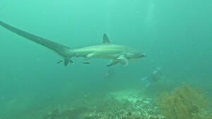 4696 sk divers center 300x169