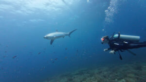 4704 atlas divers malapascua 300x169