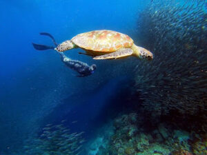 4723 freediving planet moalboal 300x225