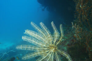 4729 camotes fun divers 300x200