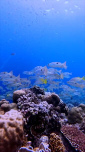 4737 bubble jack dive center 169x300