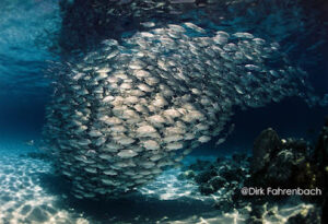 4778 dugong dive center 300x205