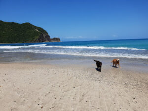 4998 dicasalarin cove 300x225