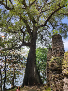 5237 old historical tree 225x300