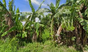 5393 old cimburrio manta angan 300x176