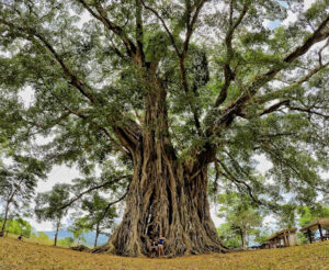 5424 canlaon city 8211 century tree dalakit 300x246