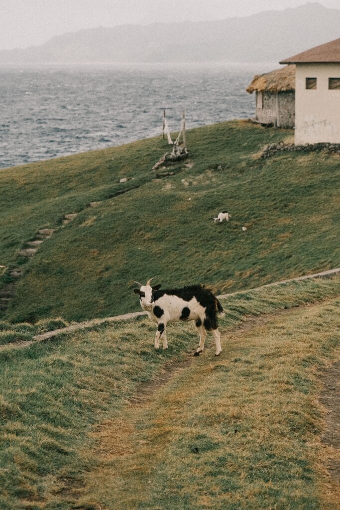 Batanes Islands Philippines rolling hills and sea