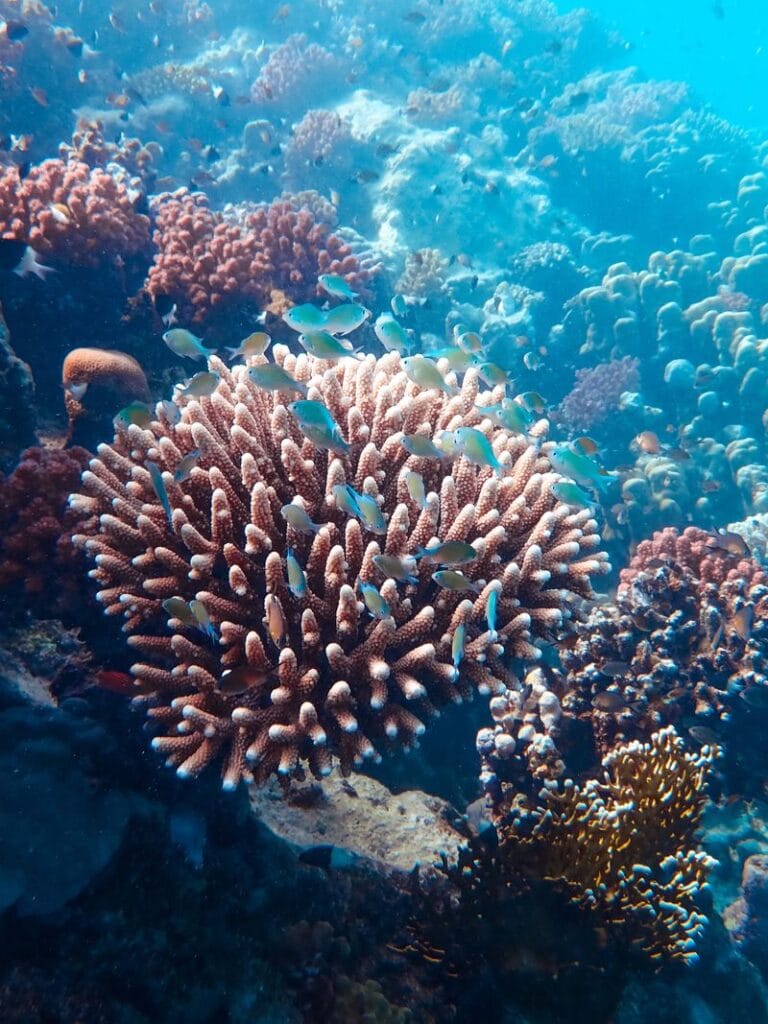 Sardine run Moalboal Cebu Philippines